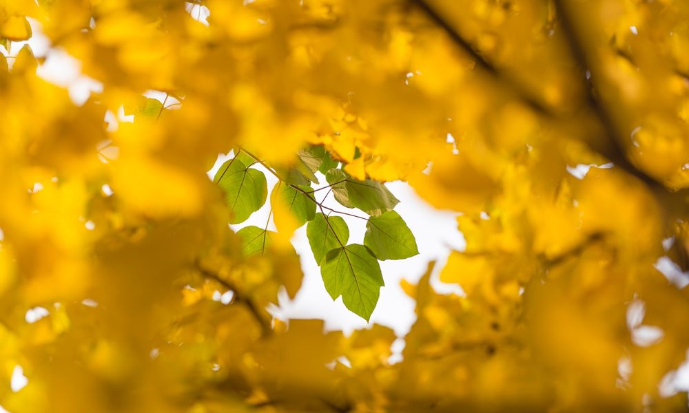 green leaves surrounded by yellow ones